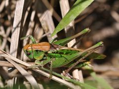 Decticus verrucivorus